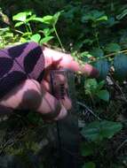 Image of Lesser Twayblade