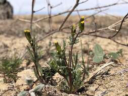 Plancia ëd Senecio aphanactis Greene