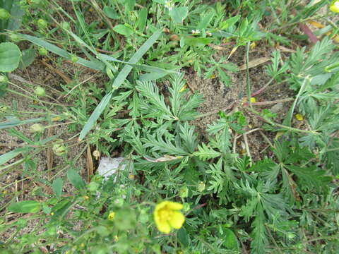 Image of Potentilla angarensis Popov