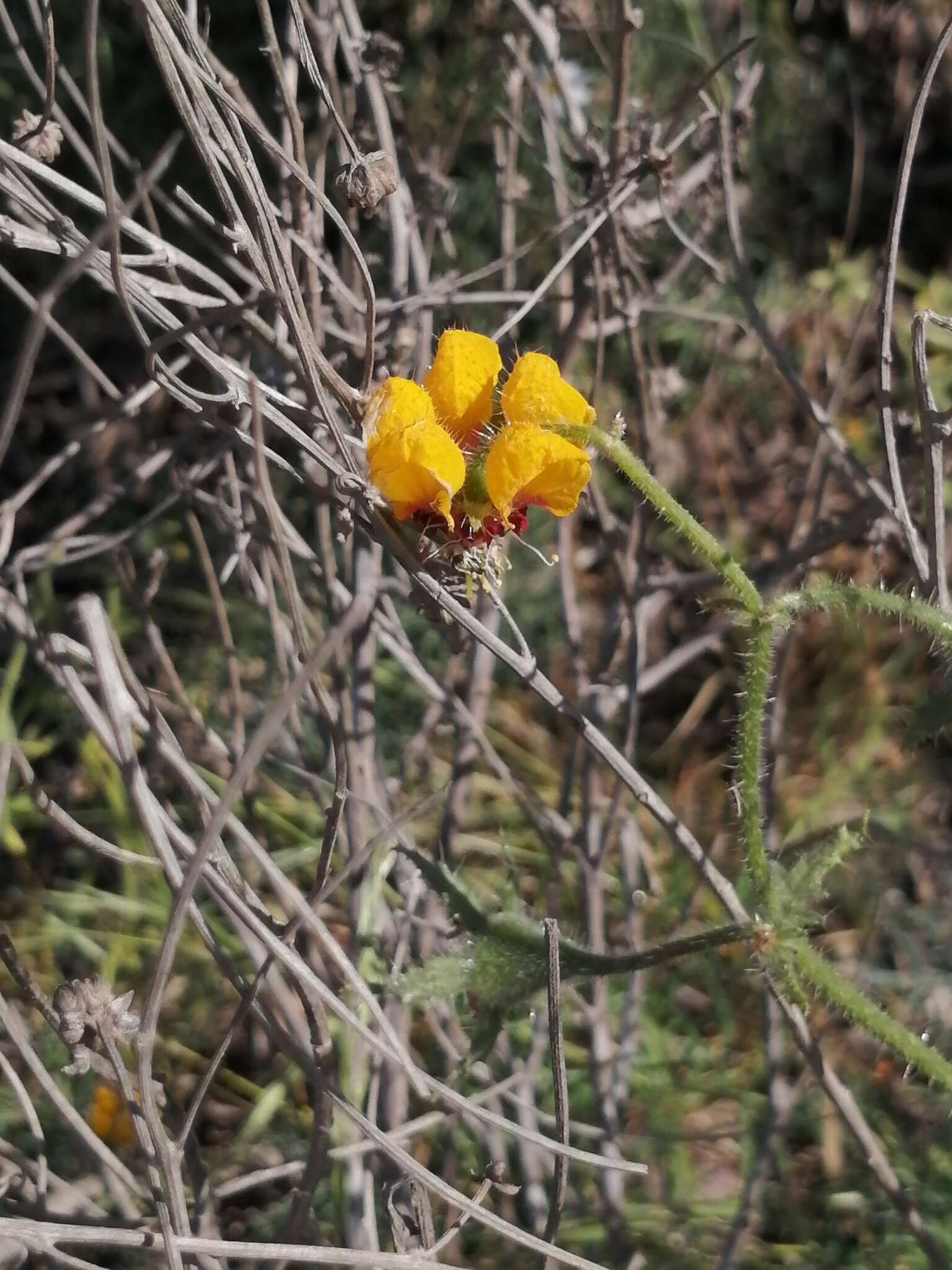 Image of Loasa tricolor Weinm.