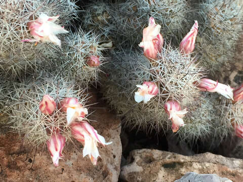 Image of Mammillaria albicans subsp. fraileana (Britton & Rose) D. R. Hunt