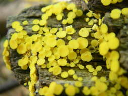 Image of Yellow fairy cup