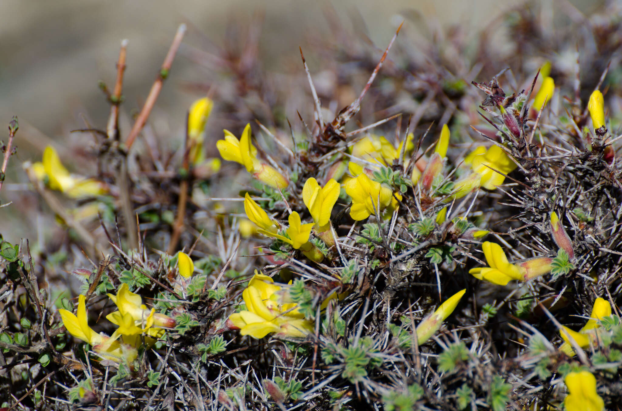 Image of Caragana gerardiana Benth.