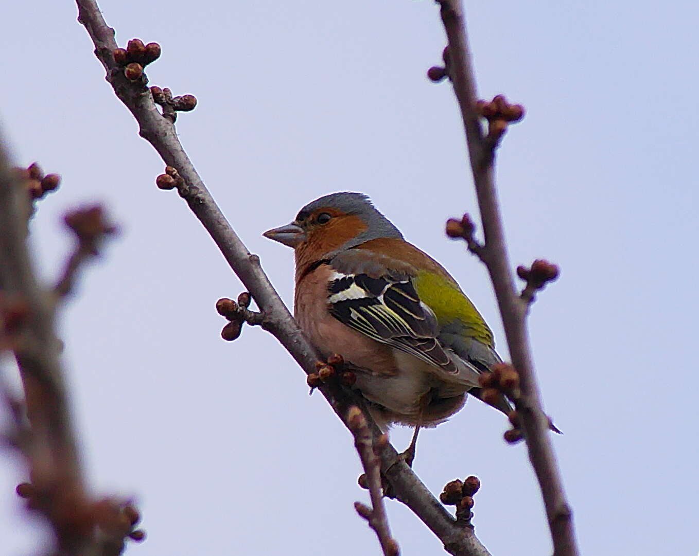 Image of Fringilla Linnaeus 1758