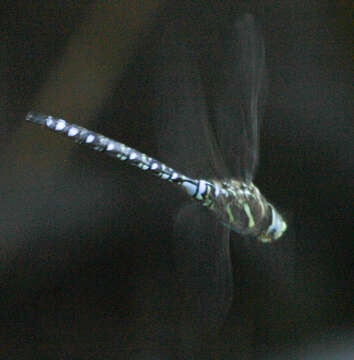 Image of Paddle-tailed Darner