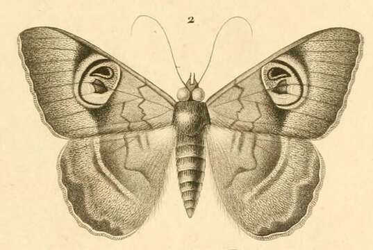 Image of Cyligramma limacina Guerin 1829