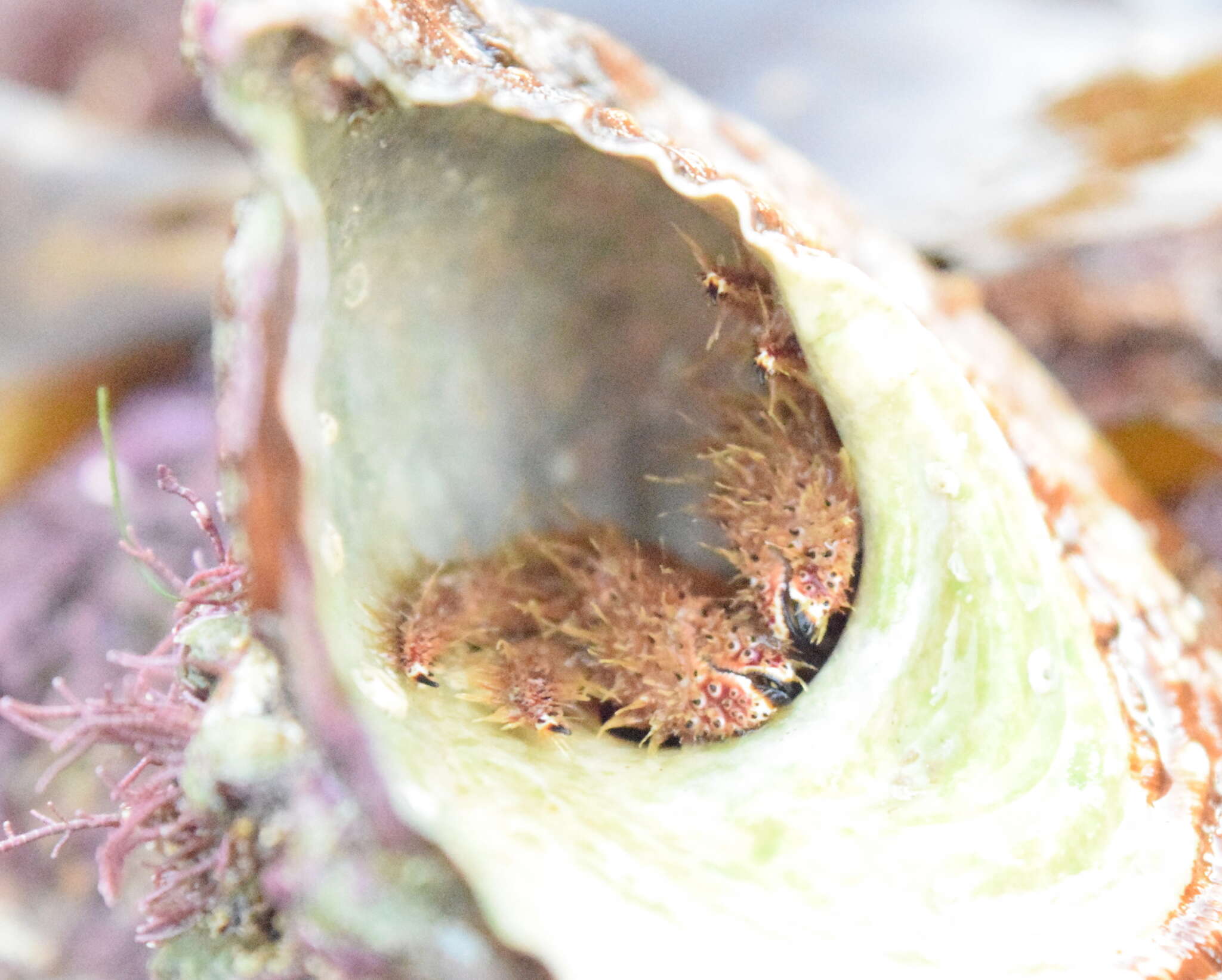 Image of furry hermit crab