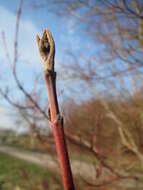 Image of bloodtwig dogwood