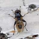 Chalcosyrphus nemorum (Fabricius 1805) resmi