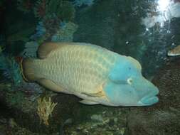 Image of Giant Wrasse