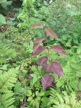 Image of roundleaf dogwood