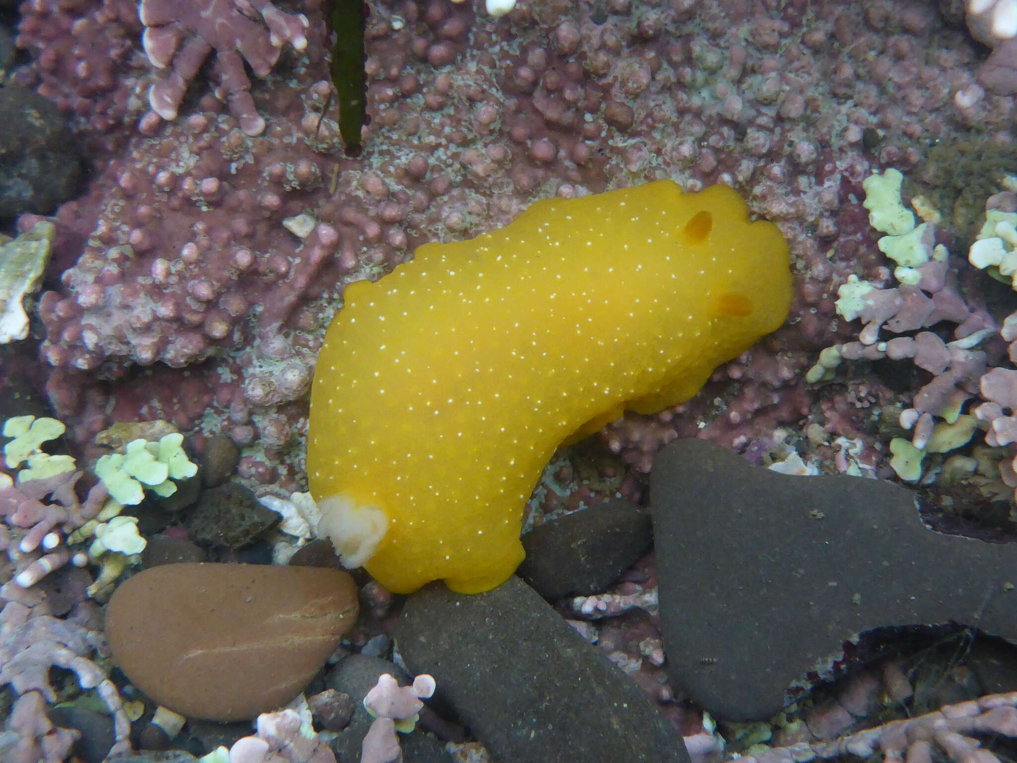 Image of Doriopsilla albopunctata (J. G. Cooper 1863)