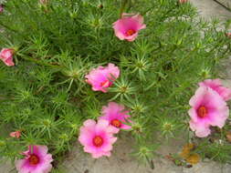 Image of Moss-rose Purslane