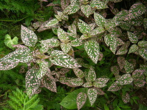 Image of polkadot-plant