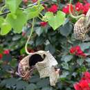 Aristolochia cymbifera Mart. & Zucc. resmi