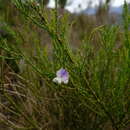 Plancia ëd <i>Psoralea usitata</i>