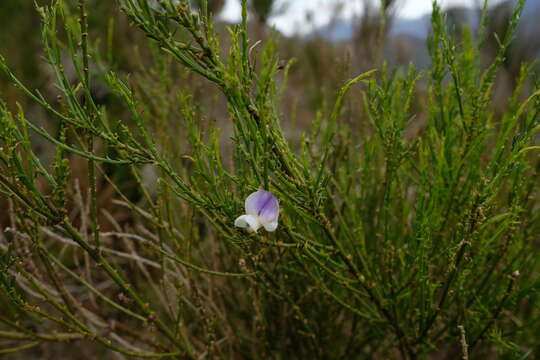 Image de 'Psoralea aphylla complex'