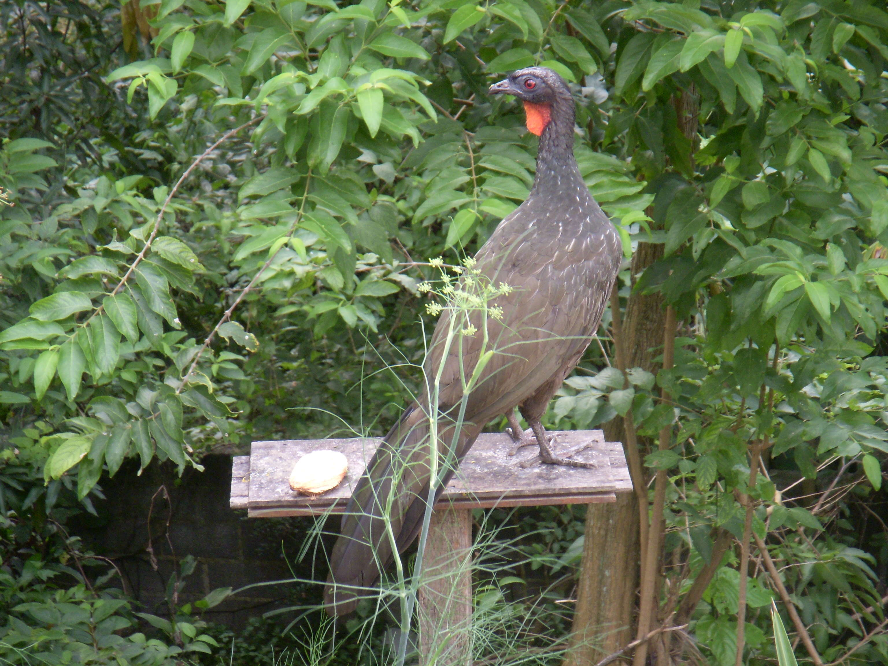 Image of Dusky-legged Guan