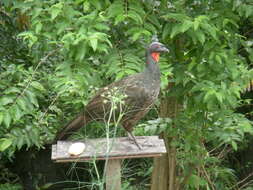 Image of Dusky-legged Guan