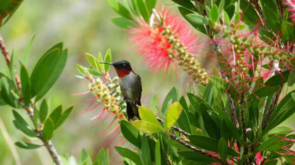 Image of Ruby-throated Hummingbird