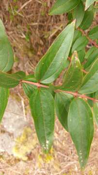 Image of Coriaria japonica subsp. intermedia (Matsum.) T. C. Huang