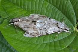 Image of Gray hawk moth