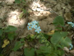 Image of Myosotis speciosa Pomel