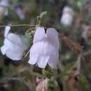 Sivun Antirrhinum hispanicum Chav. kuva