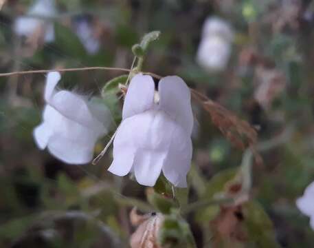 Sivun Antirrhinum hispanicum Chav. kuva