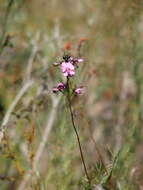 Image of Handsome Wedge Pea