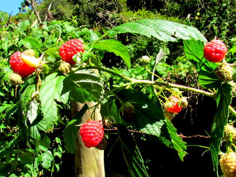 Image of Raspberry