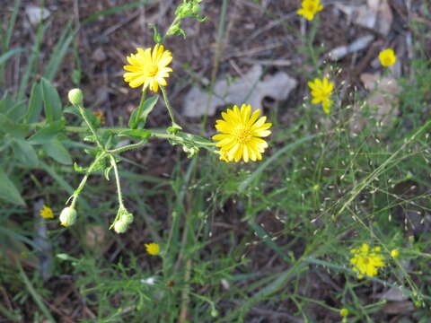 Image of Heterotheca subaxillaris subsp. latifolia (Buckley) Semple