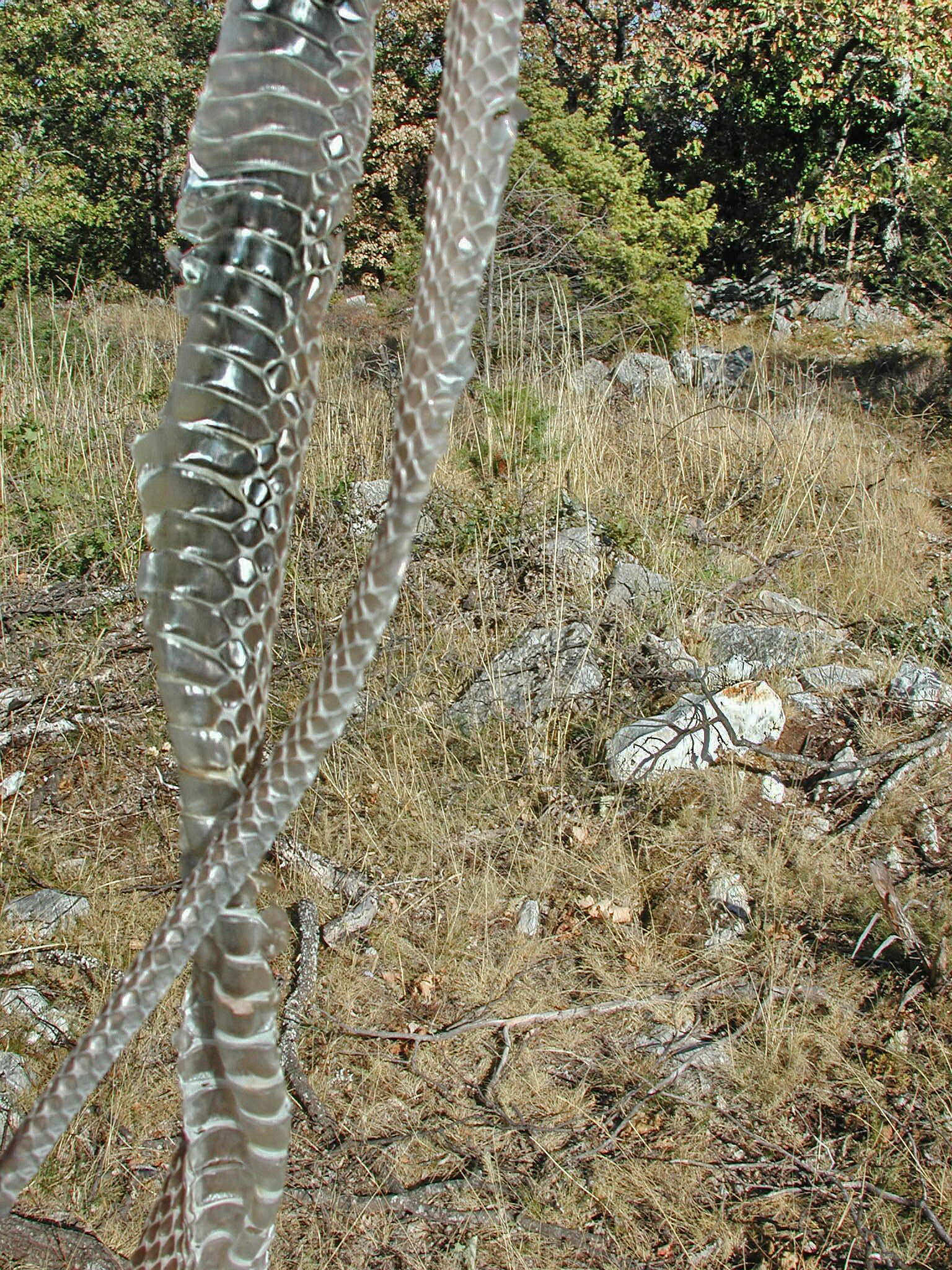 Image of Montpellier Snake