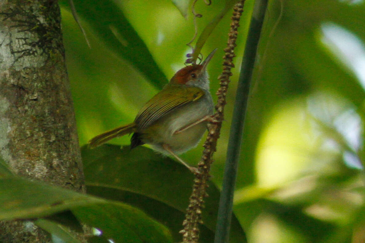 Слика од Orthotomus atrogularis Temminck 1836