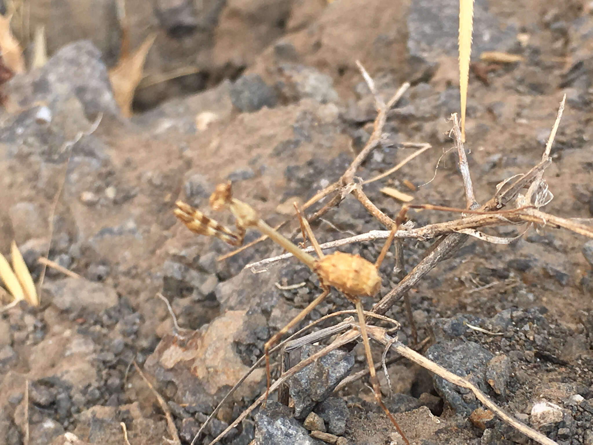 Image of Empusa fasciata Brulle 1832