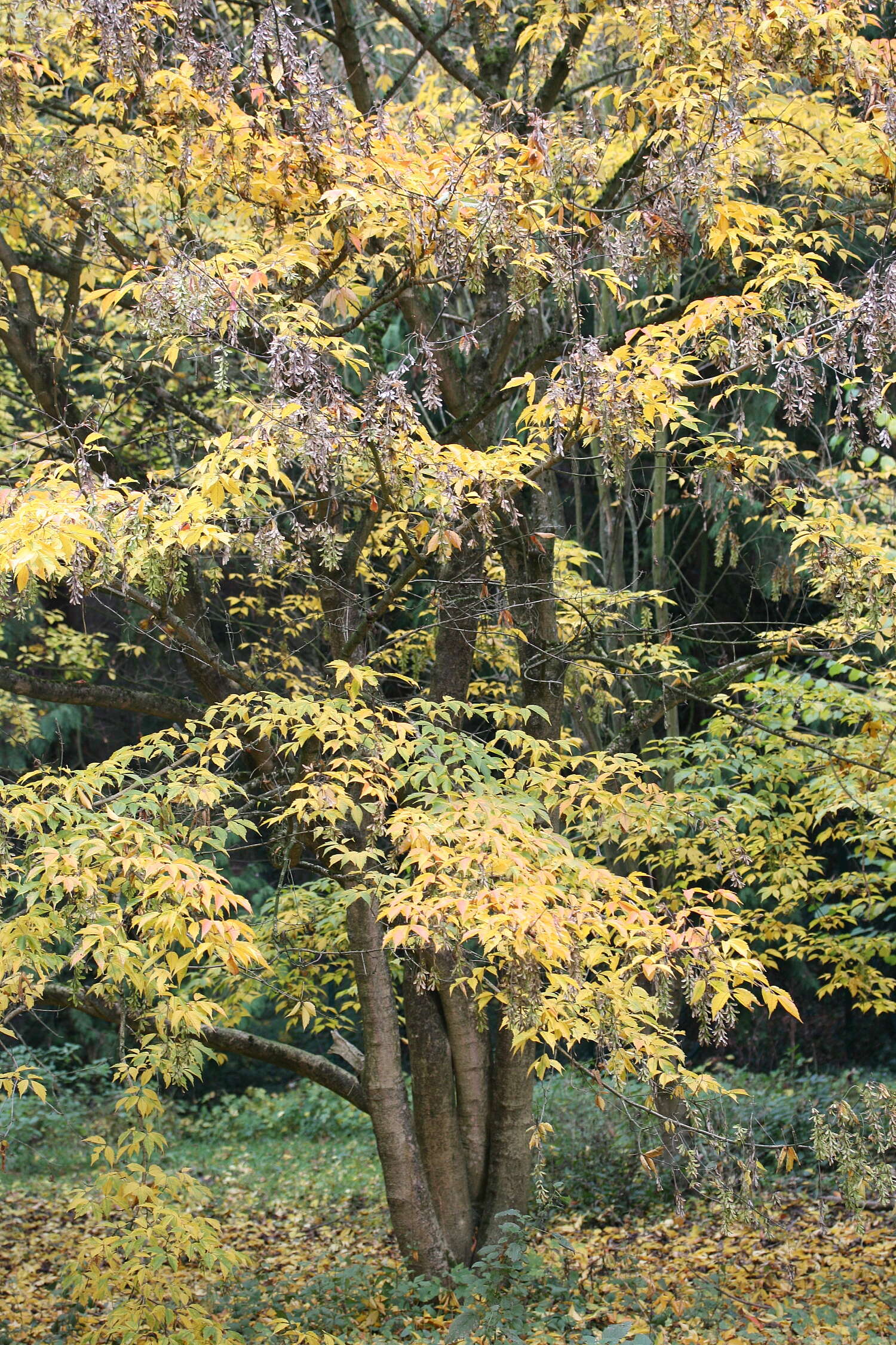 Image of Acer henryi Pax