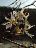 Imagem de Amelanchier arborea (Michx. fil.) Fern.