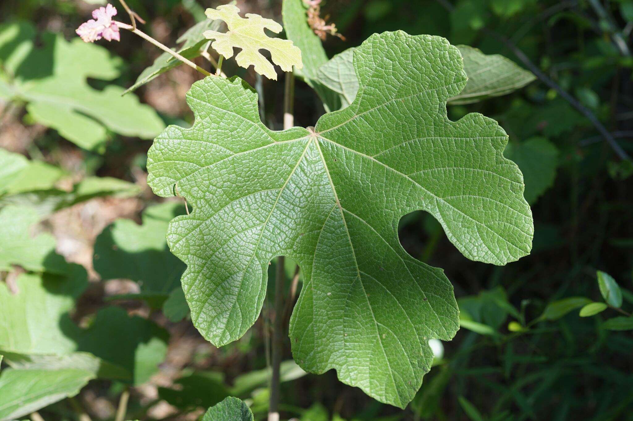 Image of summer grape