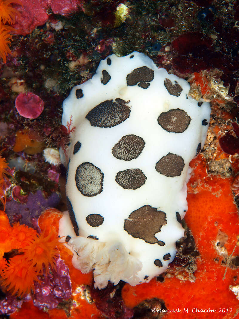 Image of Swiss cow nudibranch