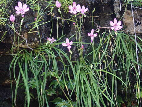 Image of Geissorhiza outeniquensis Goldblatt