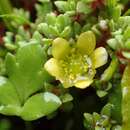 Image de Ranunculus acaulis Banks & Soland.