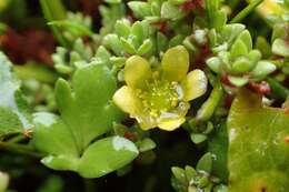 Image of Ranunculus acaulis Banks & Soland.