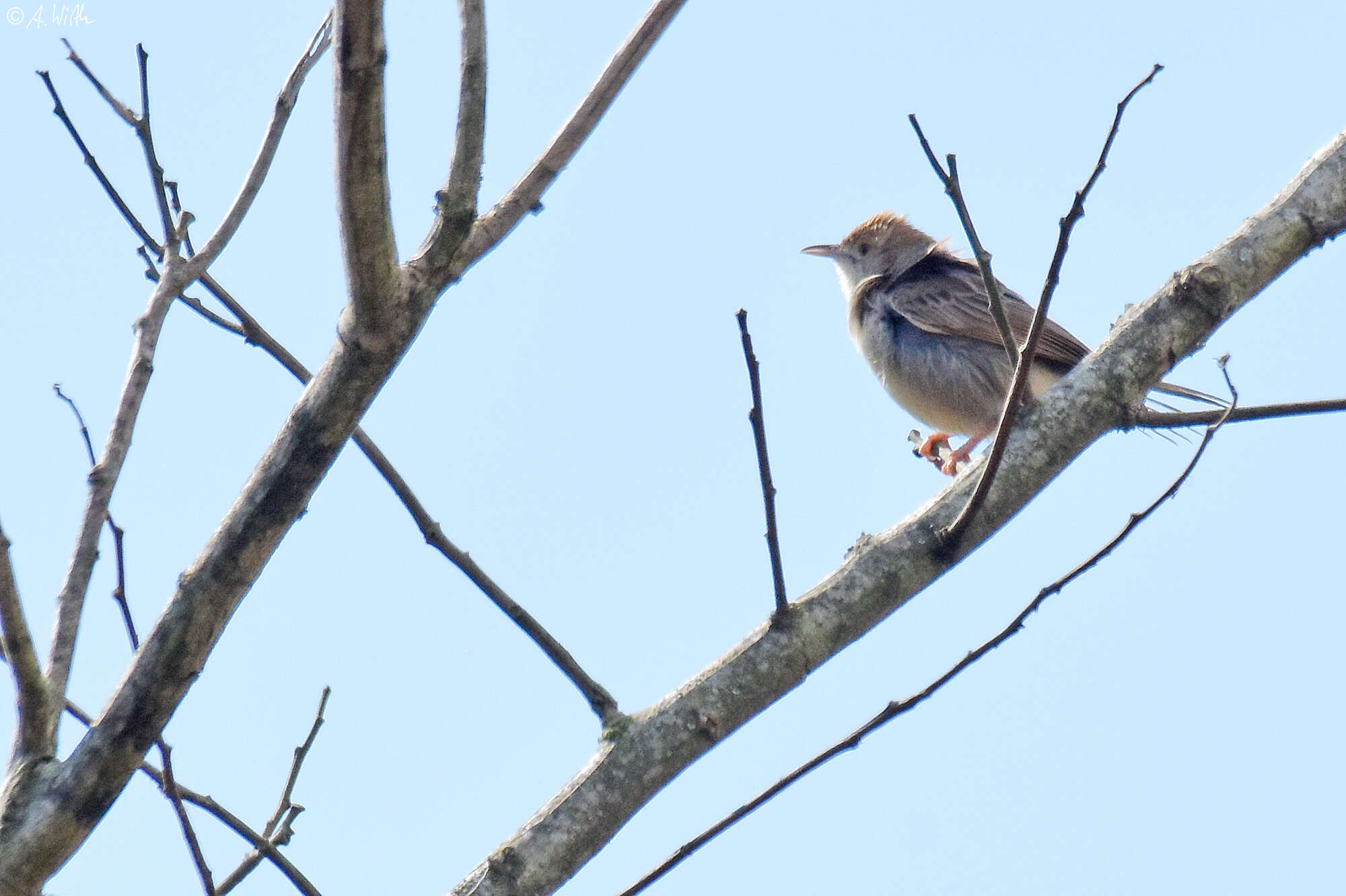 Imagem de Cisticola fulvicapilla (Vieillot 1817)