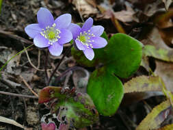 Plancia ëd Hepatica nobilis var. obtusa (Pursh) Steyermark