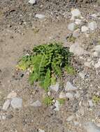 Image of Sonchus latifolius (Lowe) R. Jardim & M. Seq.