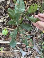 Image of Large-flowered ochna