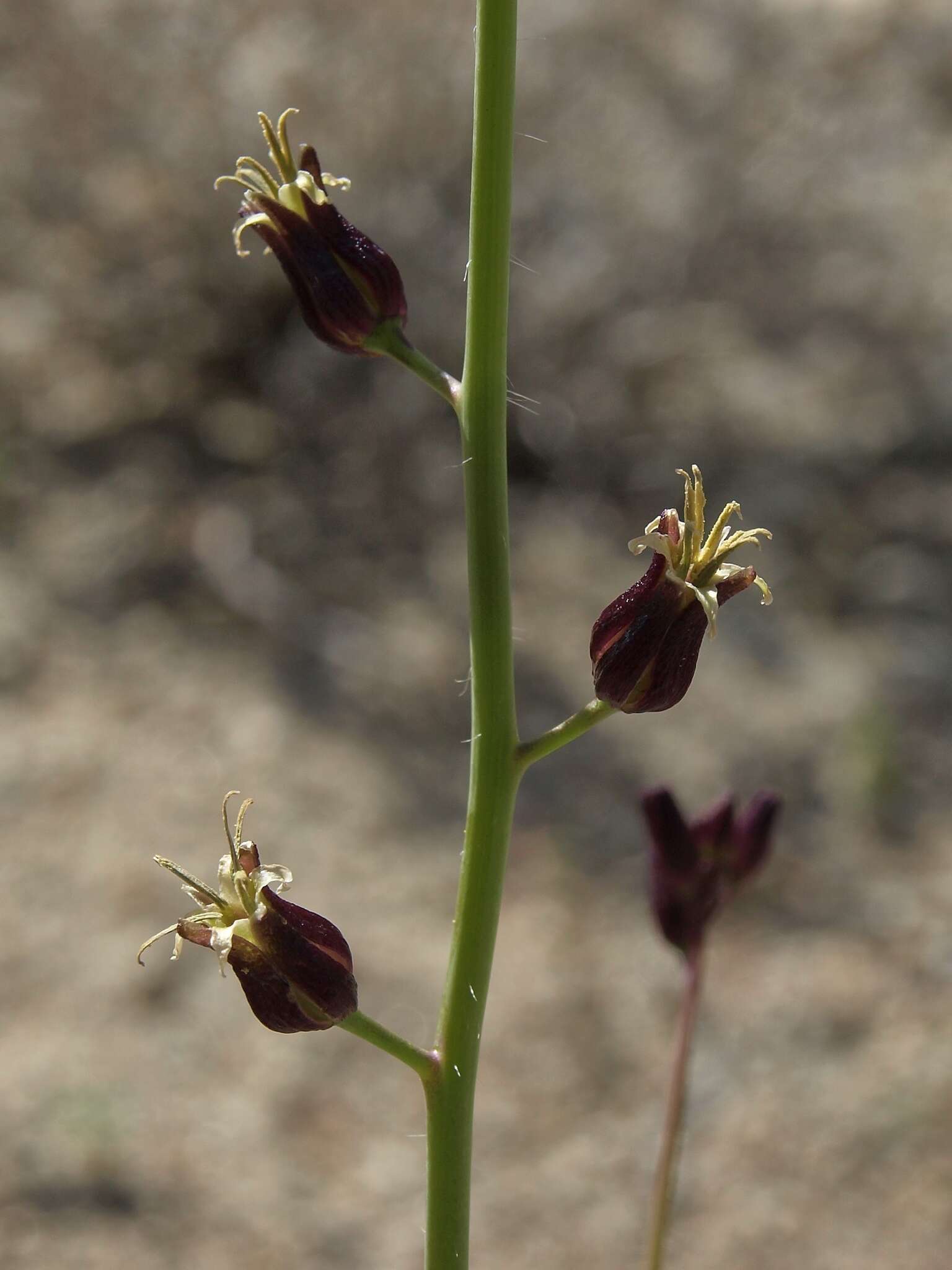 Image of hairy wild cabbage