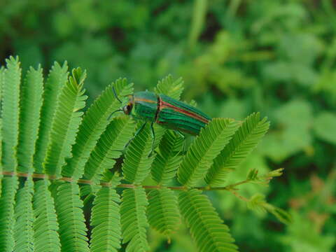 صورة Agaeocera gigas (Gory & Laporte 1839)