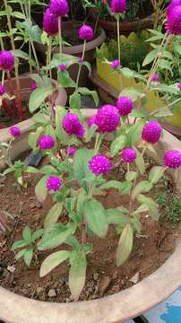 Image of Globe Amaranth