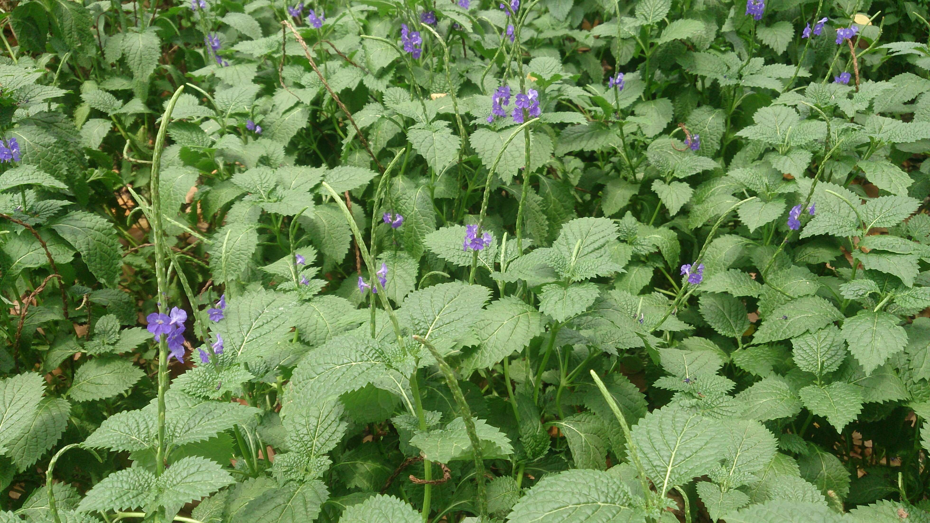 Image of Stachytarpheta indica (L.) Vahl